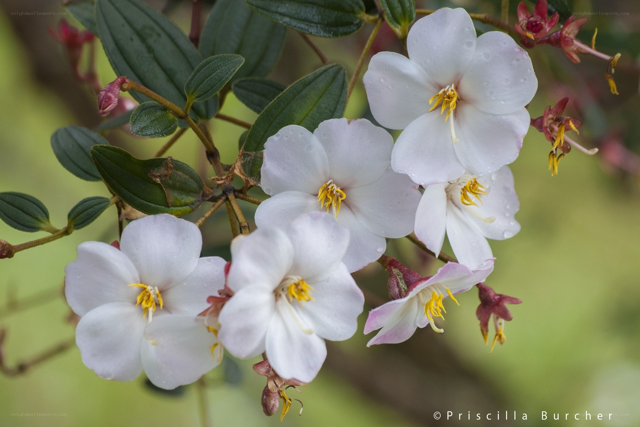 White flowers with yellow stamens