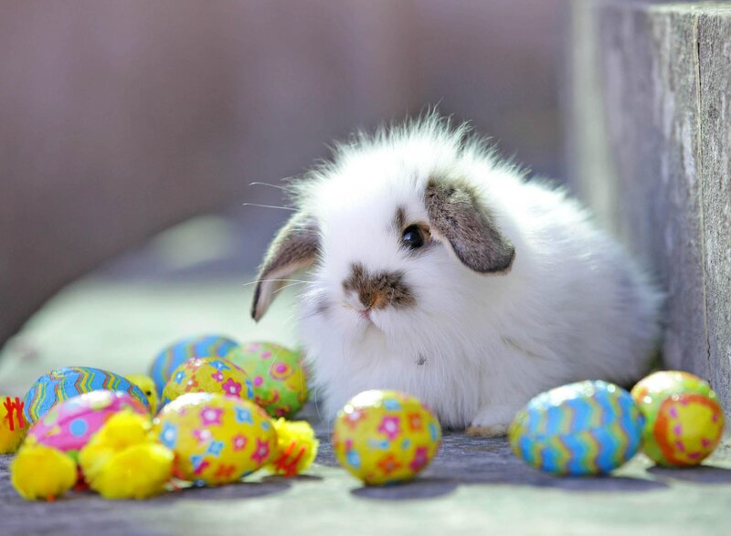 White Fluffy Bunny — Calm, Afternoon
