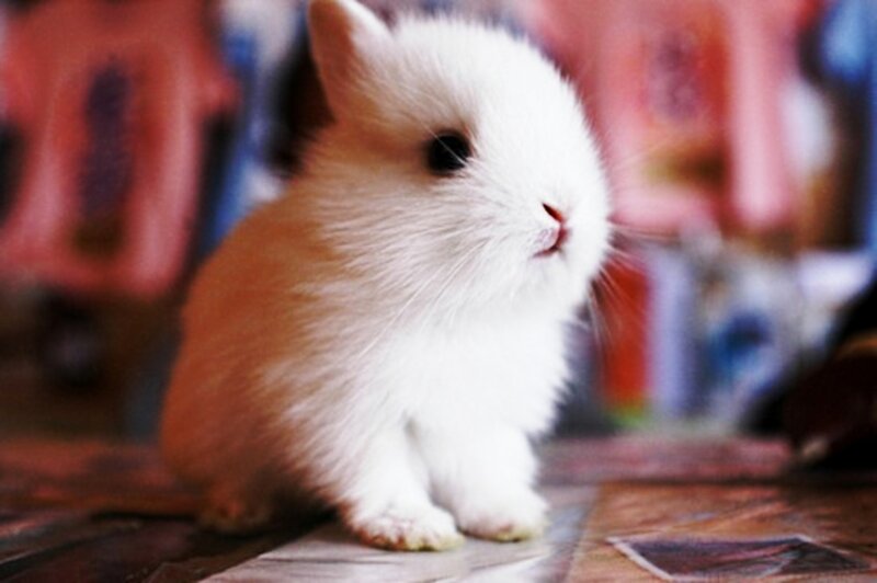 White Fluffy Bunny — Calm, Photograph