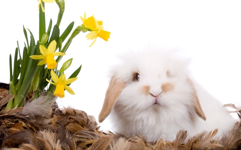 White Fluffy Bunny