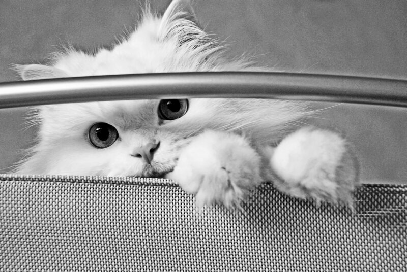 White Fluffy Cat — Black