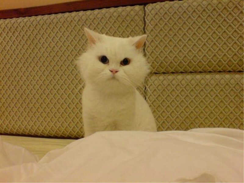 White Fluffy Cat — Calm, Photograph, Bed