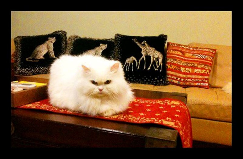 White Fluffy Cat — Calm, Photograph