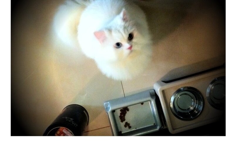 White Fluffy Cat — Calm