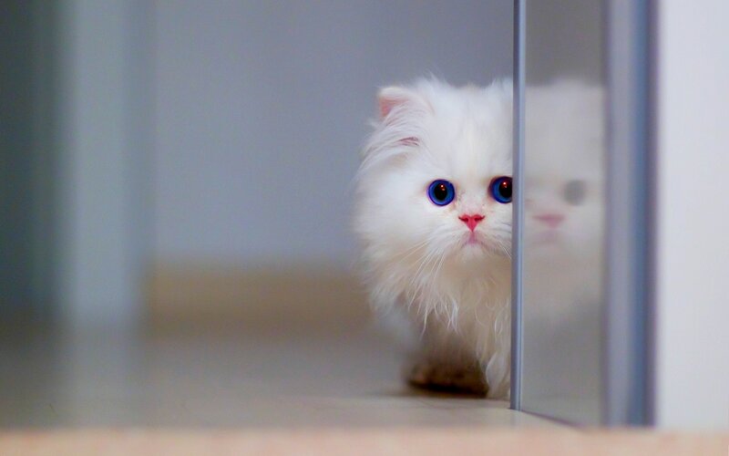 White Fluffy Cat — Curious, Photograph, Mirror, Floor