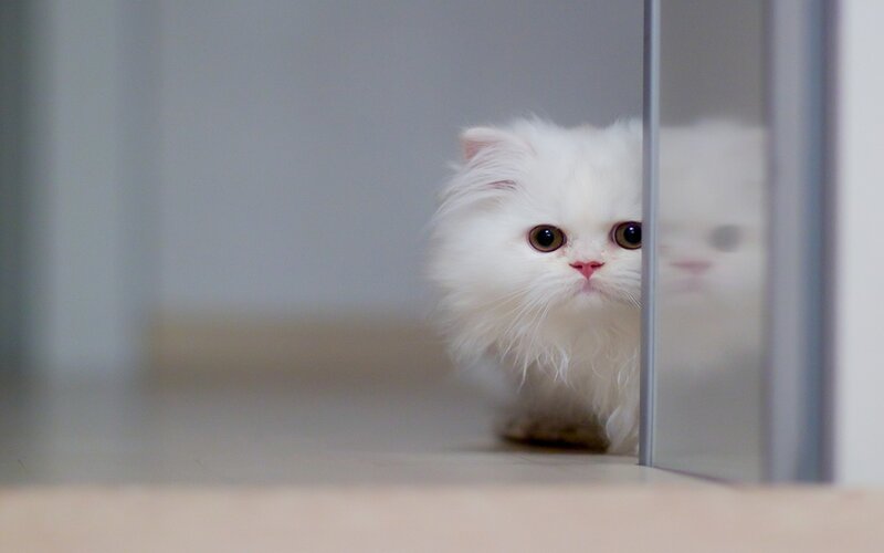 White Fluffy Cat — Curious, Photograph, Mirror
