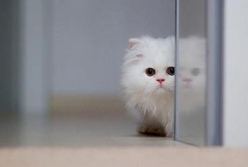 White Fluffy Cat — Curious, Photograph
