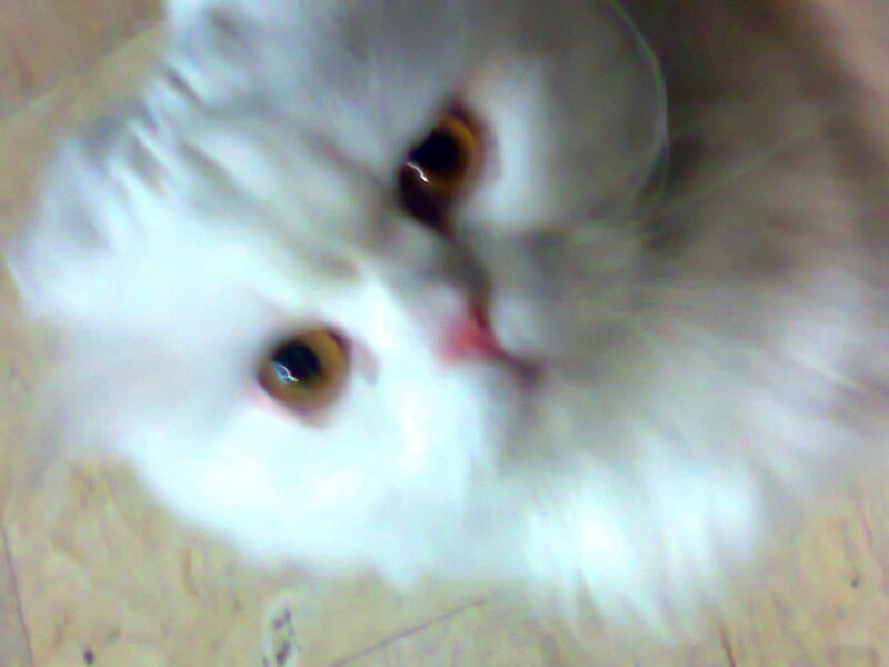White Fluffy Cat — Curious