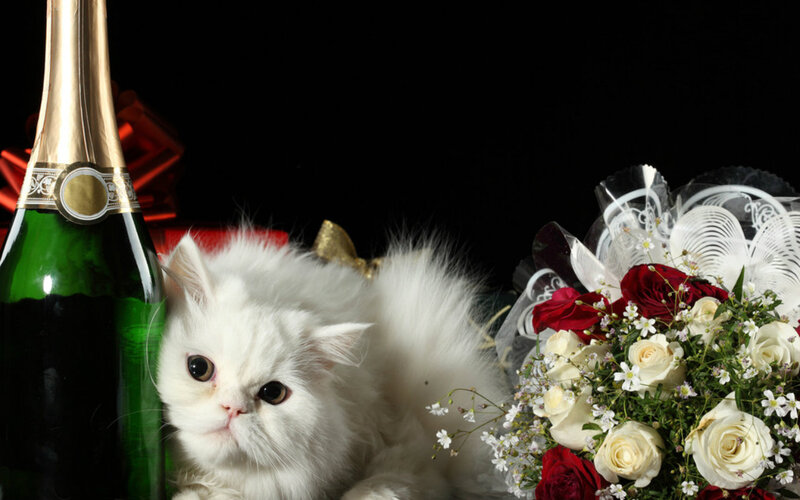 White Fluffy Cat — Dramatic