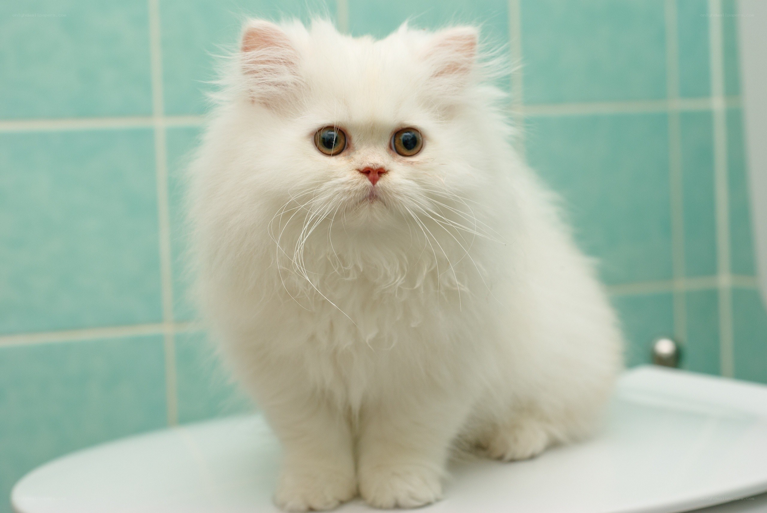 white fluffy cat on toilet