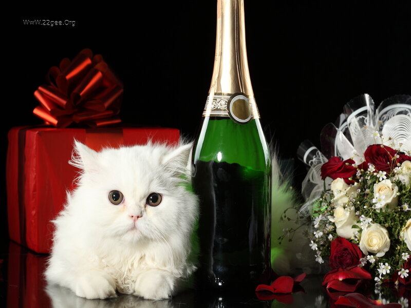 White Fluffy Cat