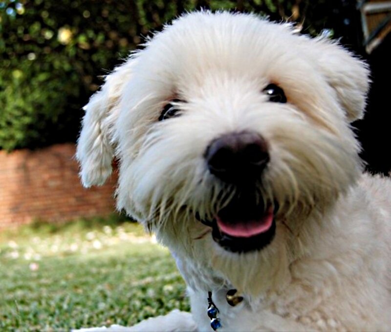 White Fluffy Dog — Calm, Afternoon, Photograph, Grass