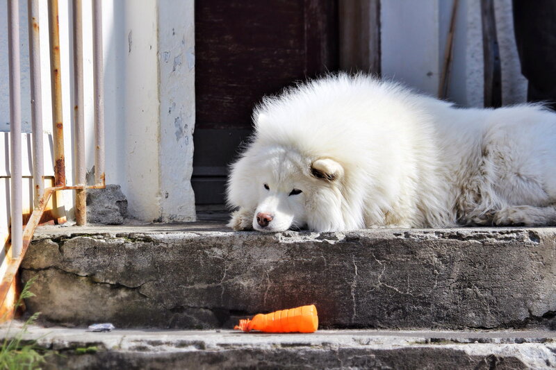 White Fluffy Dog — Calm, Afternoon, Photograph, Steps