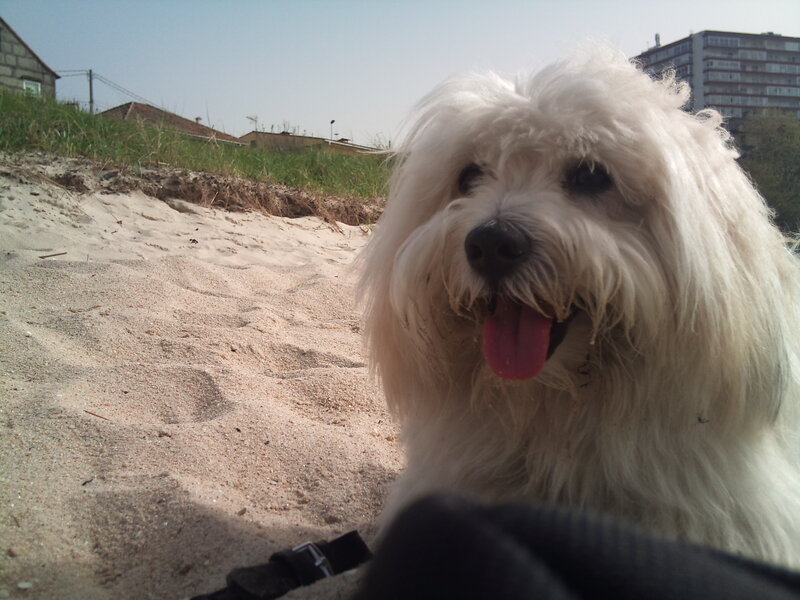 White Fluffy Dog — Calm, Afternoon, Photograph
