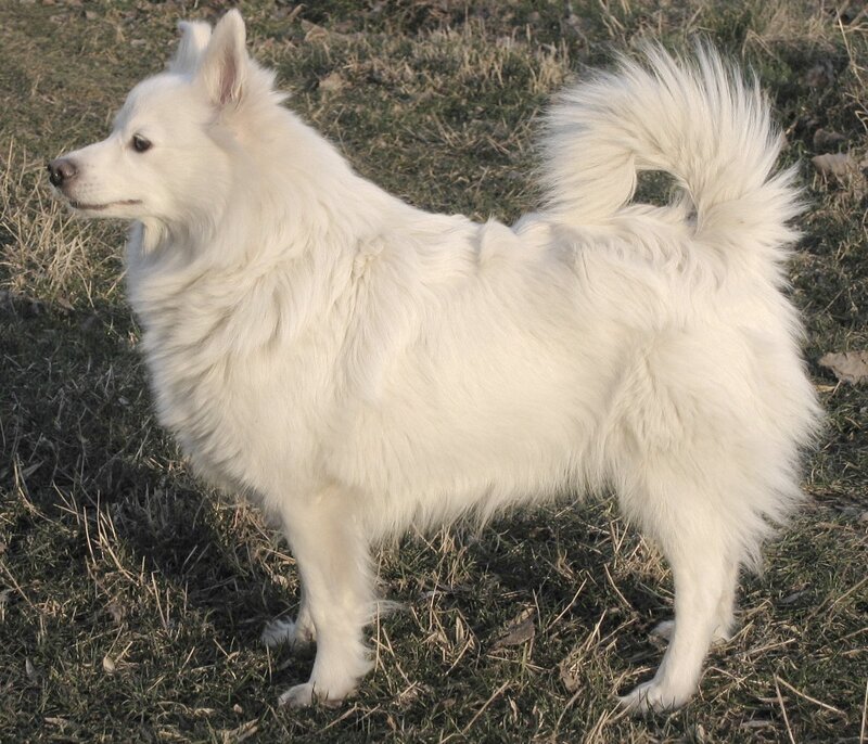 White Fluffy Dog — Calm, Afternoon