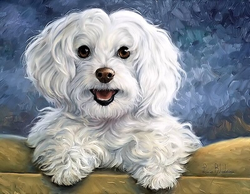 White Fluffy Dog — Calm, Painting