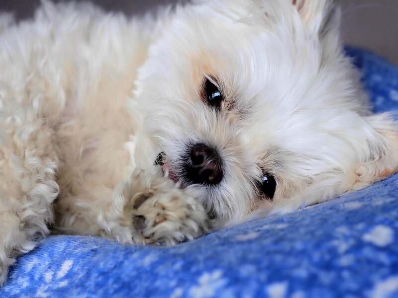 White Fluffy Dog — Calm, Photograph, Bed