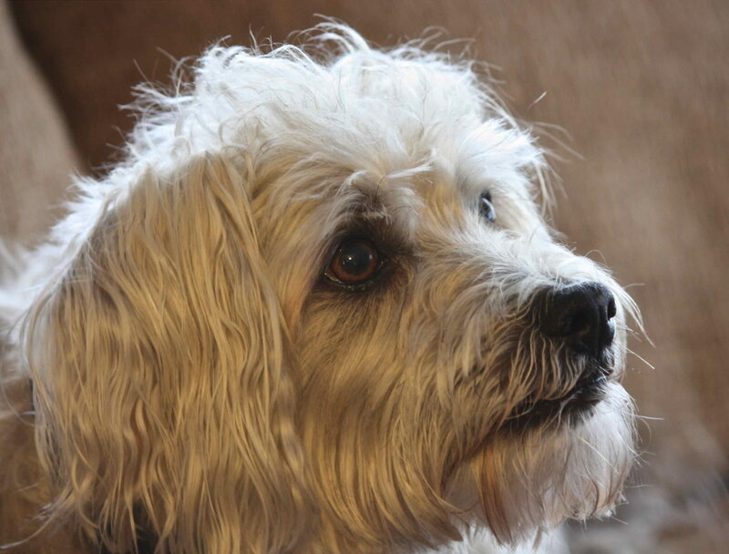 White Fluffy Dog — Calm, Photograph, Brown Background