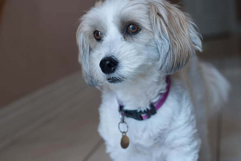 White Fluffy Dog — Calm, Photograph, Collar, Tag