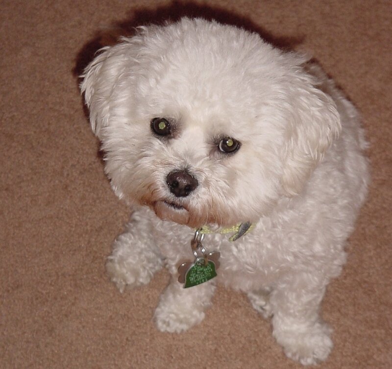 White Fluffy Dog — Calm, Photograph, Collar