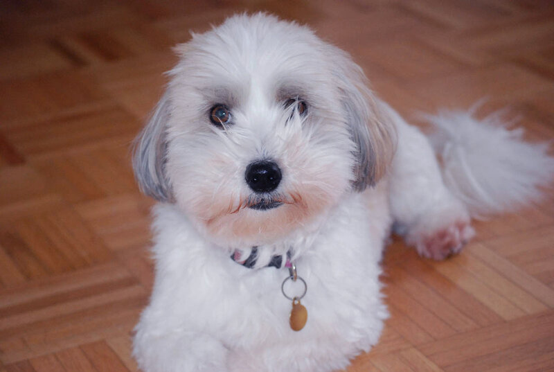 White Fluffy Dog — Calm, Photograph, Collar, Wood Floor