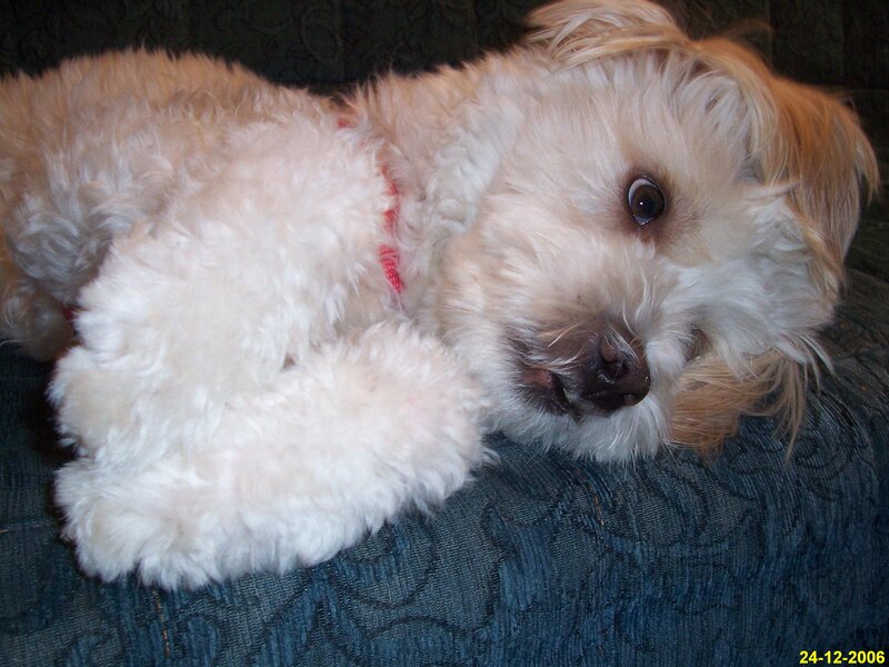 White Fluffy Dog — Calm, Photograph, Couch