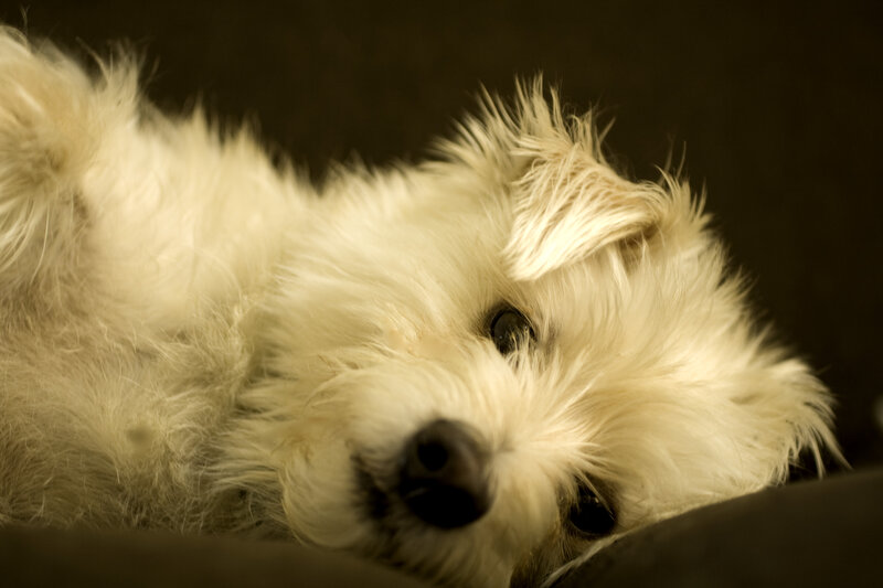 White Fluffy Dog — Calm, Photograph, Dark Background