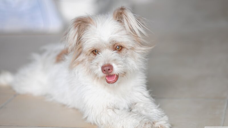 White Fluffy Dog — Calm, Photograph, Floor