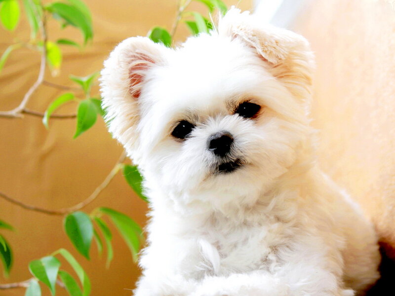 White Fluffy Dog — Calm, Photograph, Plant