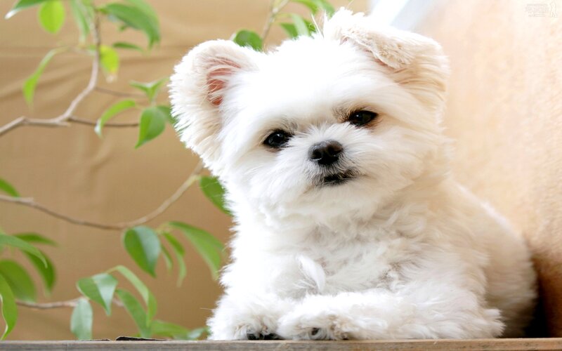 White Fluffy Dog — Calm, Photograph