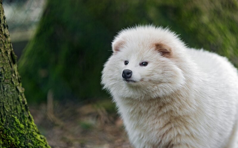 White Fluffy Dog — Calm, Photograph, Tree