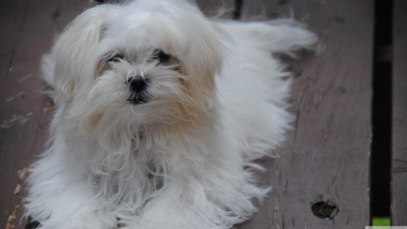 White Fluffy Dog — Calm, Photograph, Wooden Surface