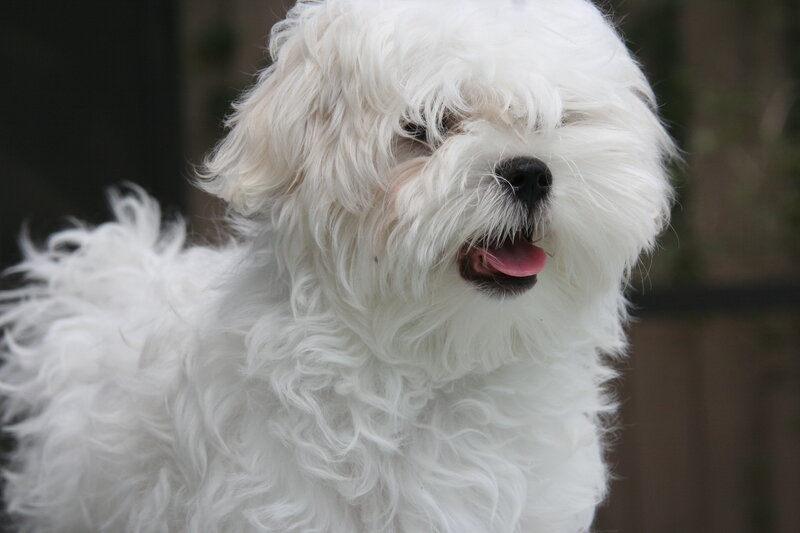 White Fluffy Dog — Calm