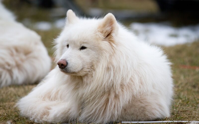 White Fluffy Dog — Calm, Winter