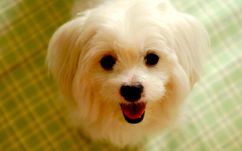 White Fluffy Dog — Curious