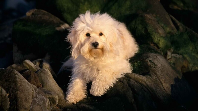White Fluffy Dog — Dramatic