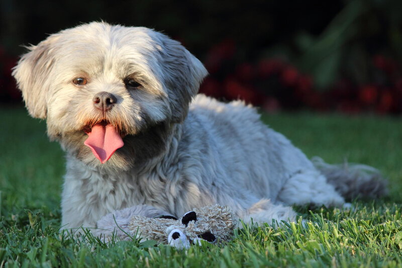 White Fluffy Dog — Green, Playful
