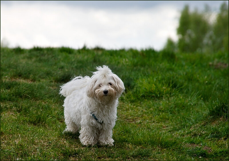 White Fluffy Dog — Green