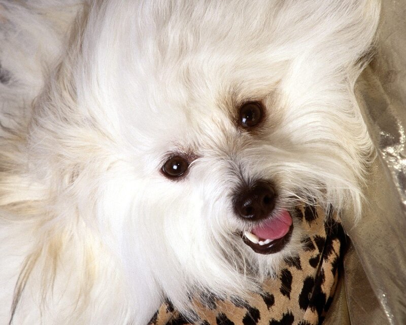 White Fluffy Dog — Happy, Photograph