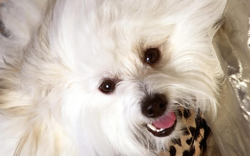 White Fluffy Dog — Happy