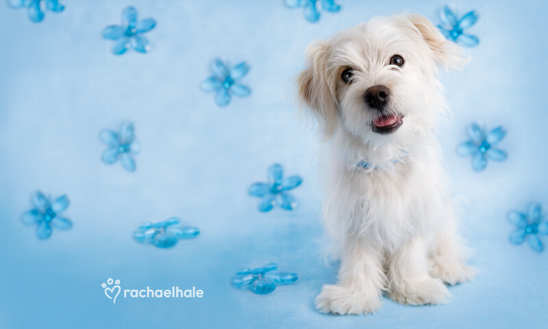 White Fluffy Dog — Light Blue