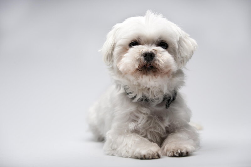 White Fluffy Dog — Neutral, Photograph, Collar