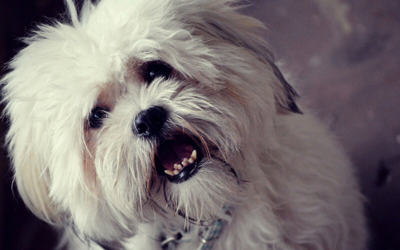 White Fluffy Dog — Neutral, Photograph