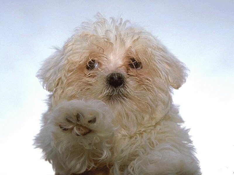 White Fluffy Dog — Neutral