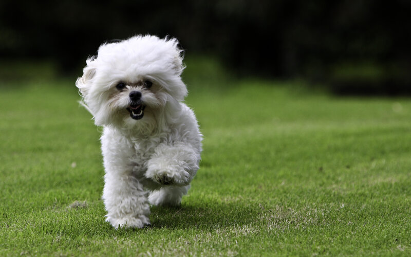 White Fluffy Dog Running