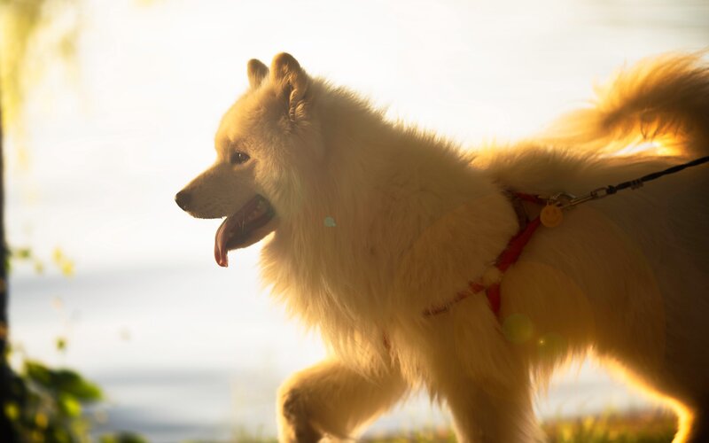 White Fluffy Dog — Serene, Sunset