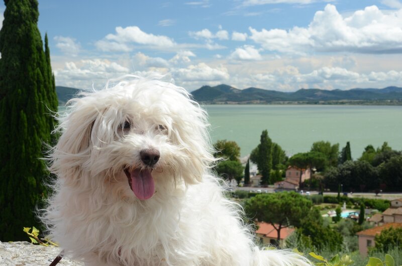 White Fluffy Dog — Serene