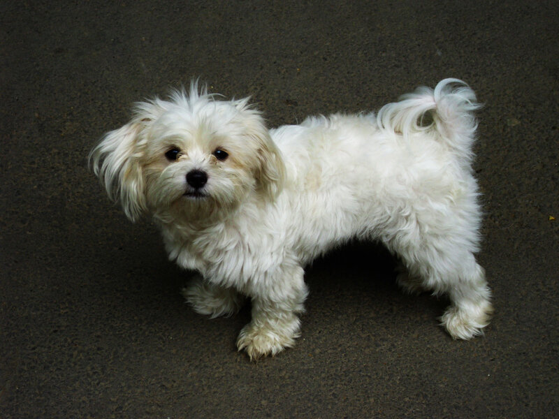 white fluffy dog standing