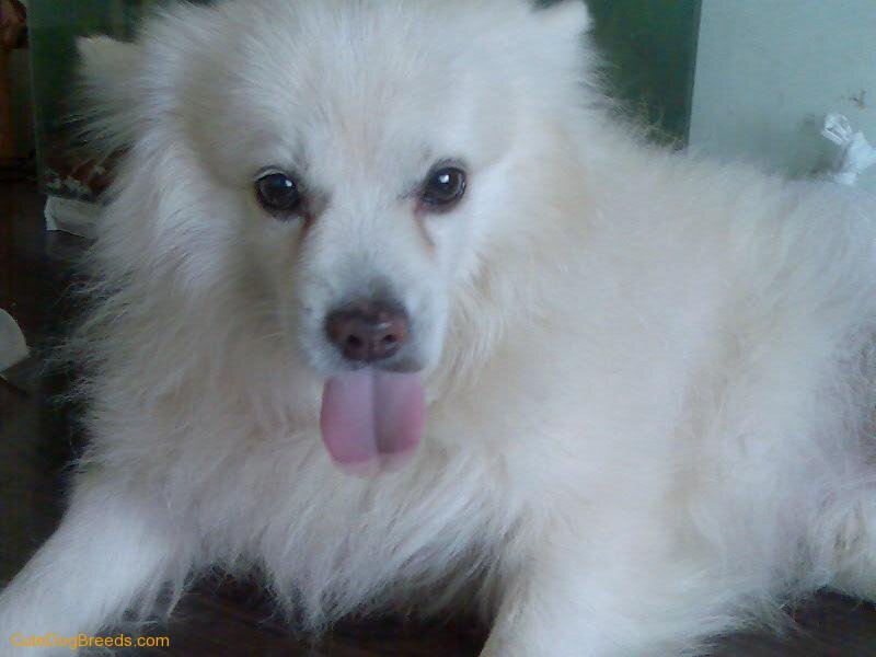 White Fluffy Dog