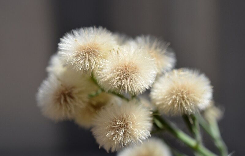White Fluffy Flower Heads